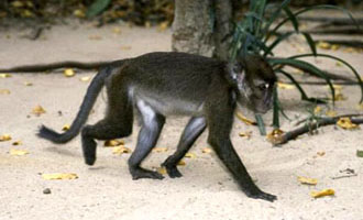 philippine macaque