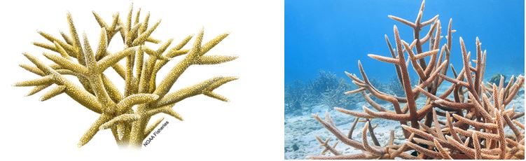 A healthy stand of Staghorn coral (Acropora cervicornis)
